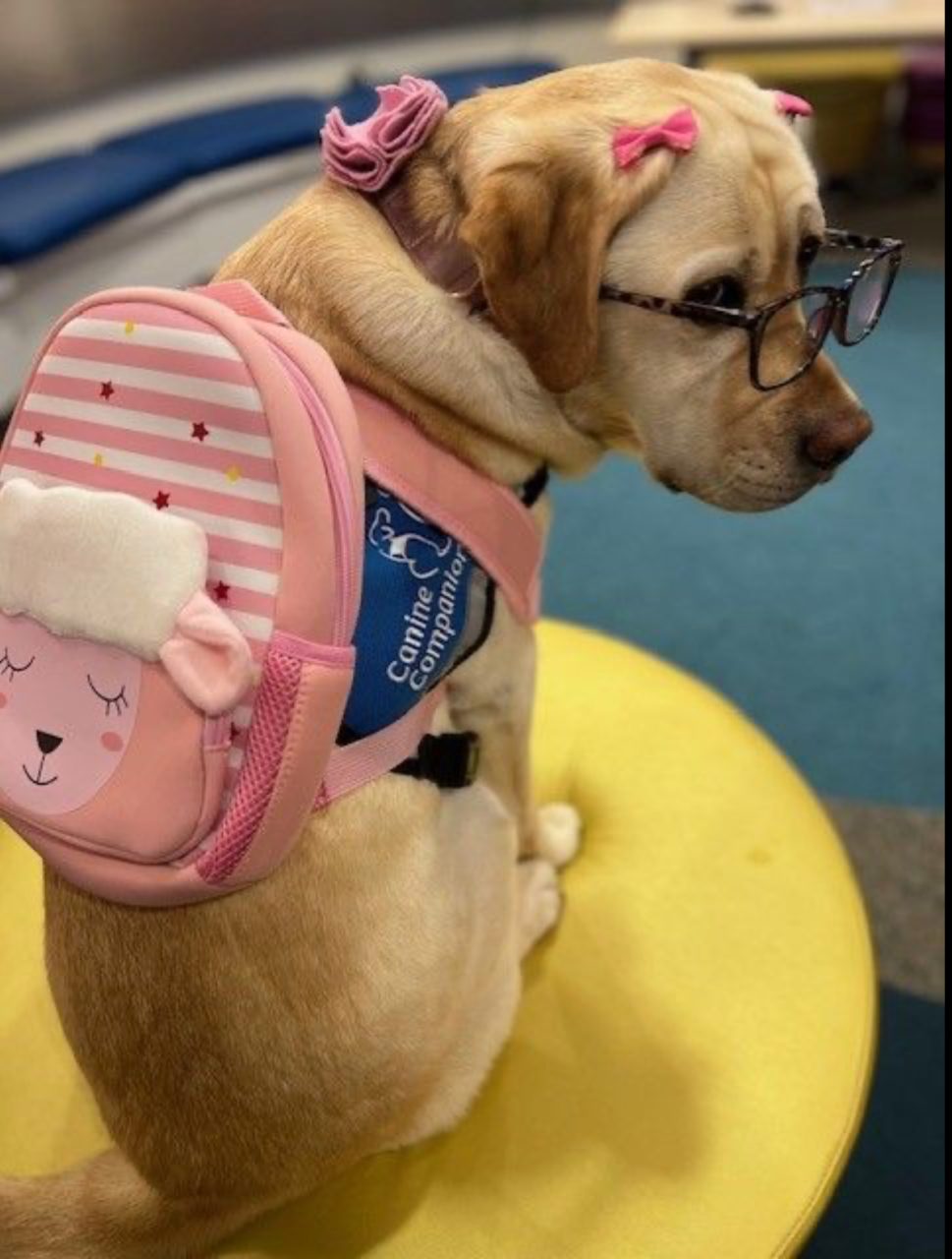 A round of a-paws to the inaugural class of American Cancer Society PAWS program grantees! – American Cancer Society