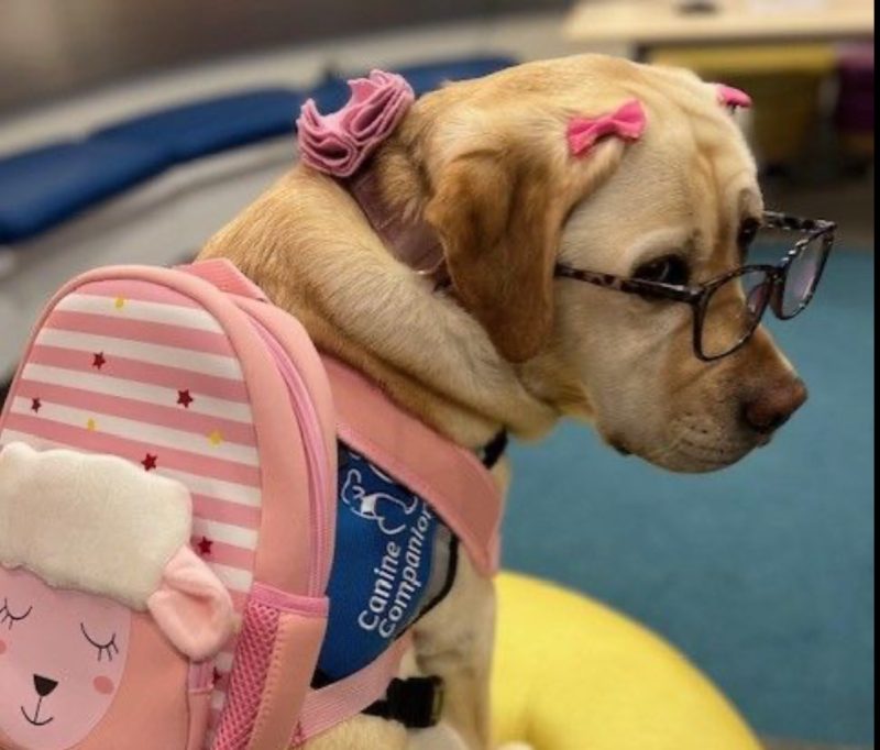 A round of a-paws to the inaugural class of American Cancer Society PAWS program grantees! – American Cancer Society