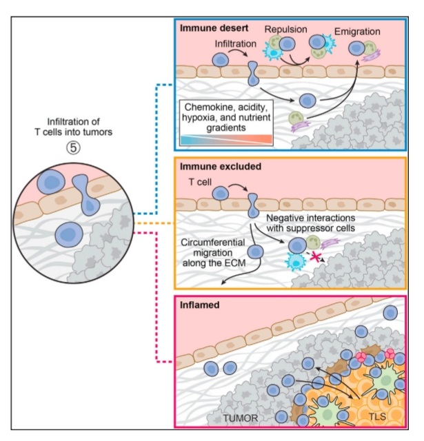 María Natalia Gandur Quiroga: Fantastic review! A pleasure to read: Understanding the Cancer-Immunity Cycle