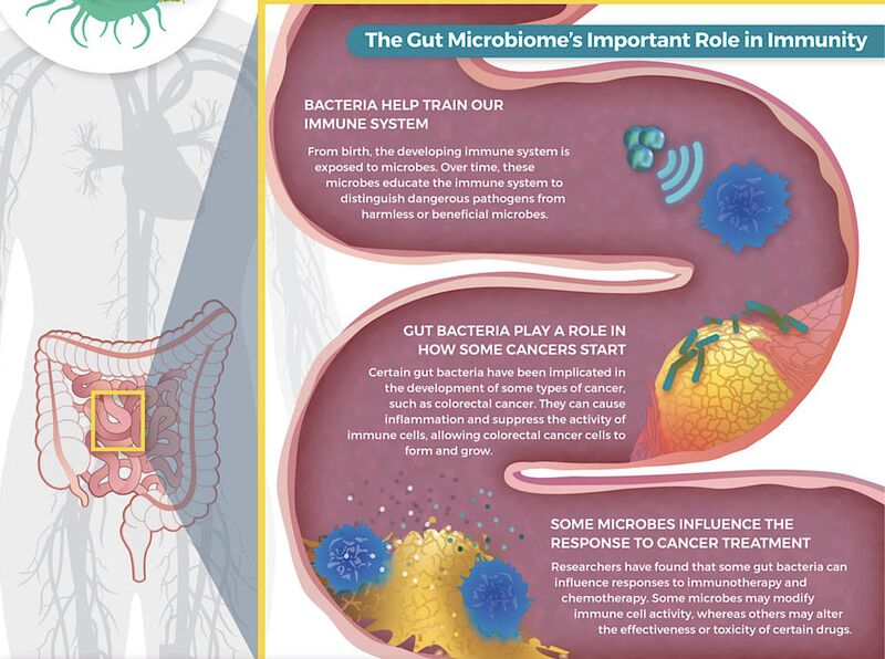 CCR researchers reported that the Tox2 gene is critical for the function of certain gut cells – NCI Center for Cancer Research
