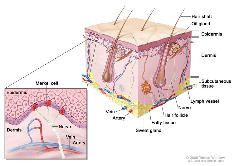 merkel cell