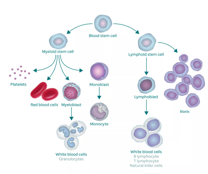 Acute Lymphoblastic Leukemia in Children