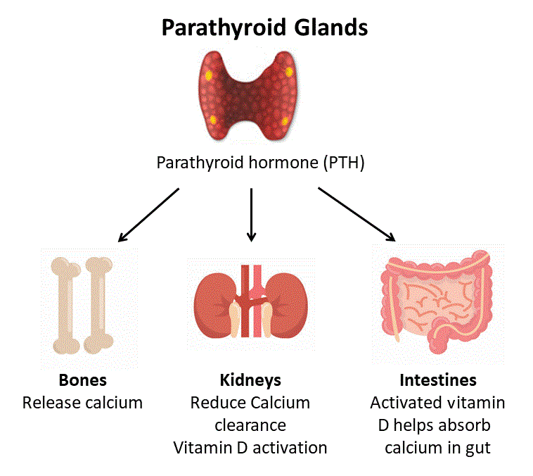 Parathyroid Glands