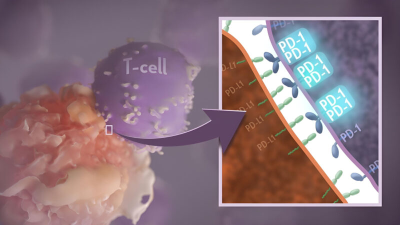 Unexpected discovery into how a key immune checkpoint works – National Cancer Institute