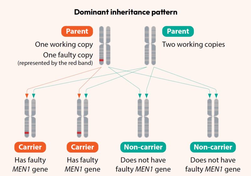 MEN1 gene