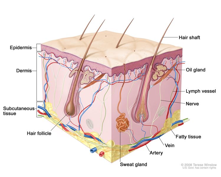 Overview of the genetics of Skin Cancer by NCI