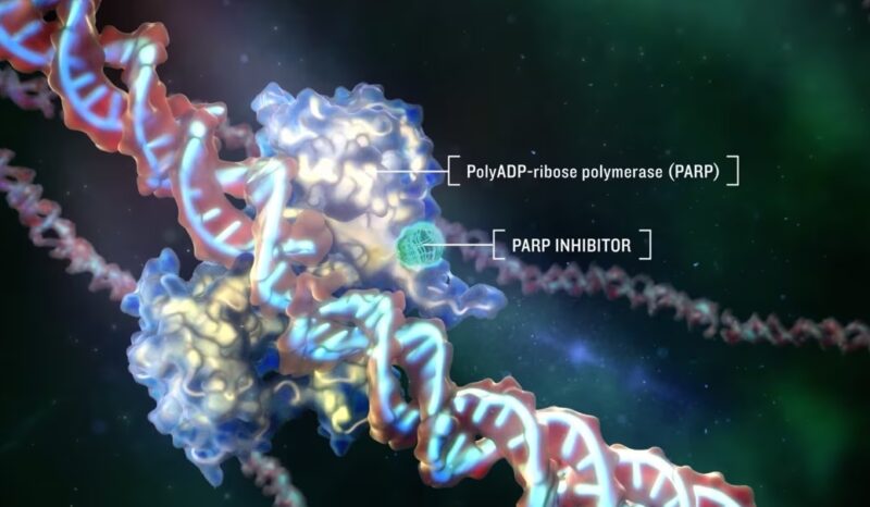 Synergistic Effects of PARP Inhibition and Cholesterol Biosynthesis Pathway Modulation