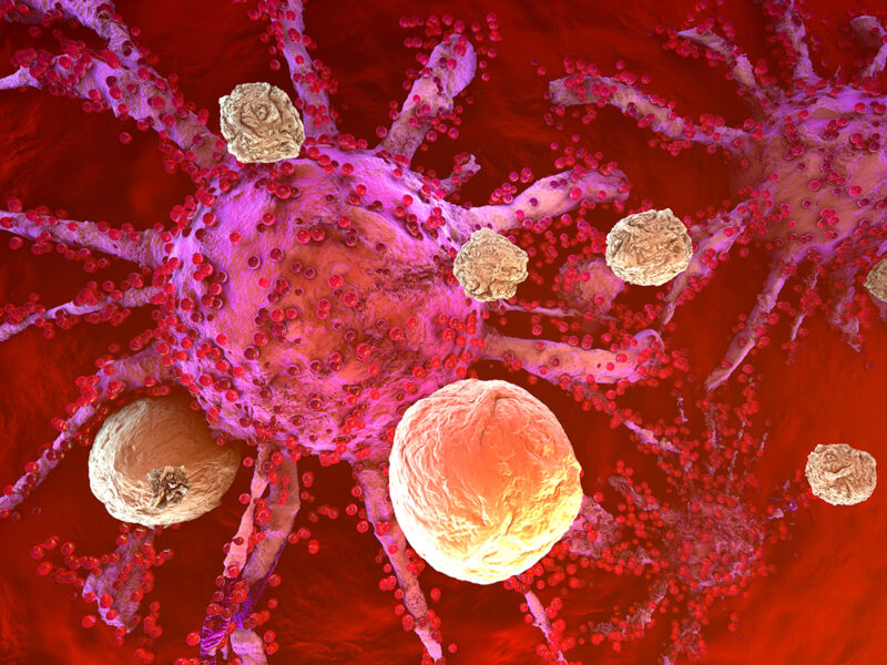 Haydn Kissick: How CD4 T cell differentiation dictates the outcome of the cancer response