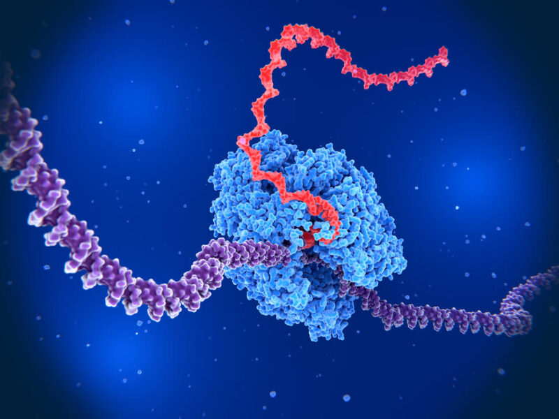 A four-patient trial testing a unique type of mRNA cancer vaccine – NCI