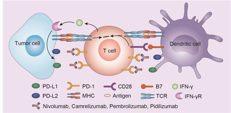 immunotherapy melanoma