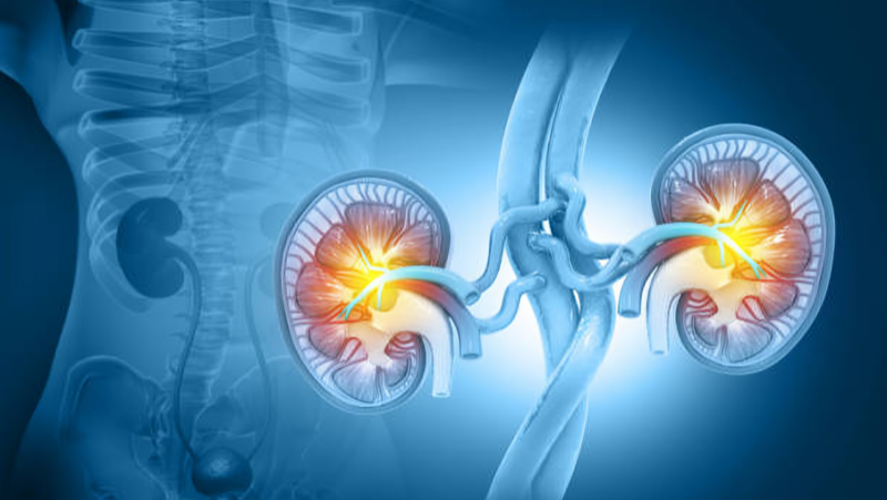 Bevacizumab Plus Erlotinib Showed Strong Antitumor Activity In Papillary Kidney Cancer – NEJM