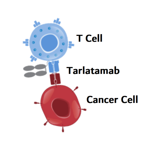 tarlatamab mechanism of action