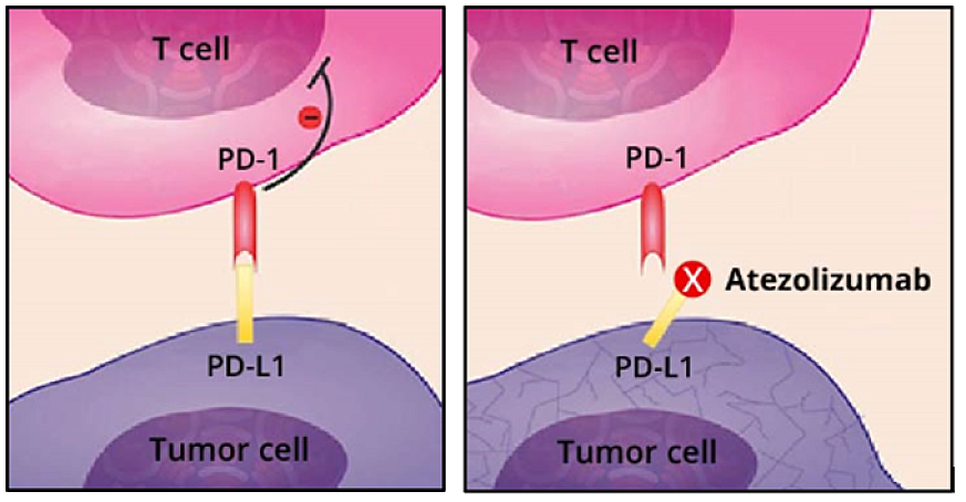 Atezolizumab