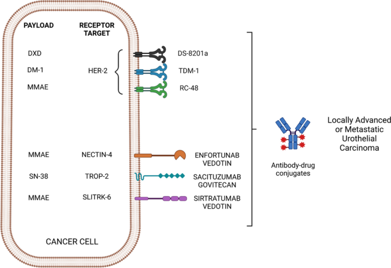 Bladder Cancer Treatment: The Game-Changing Role of Antibody-Drug Conjugates (ADCs) 4 Bladder Cancer