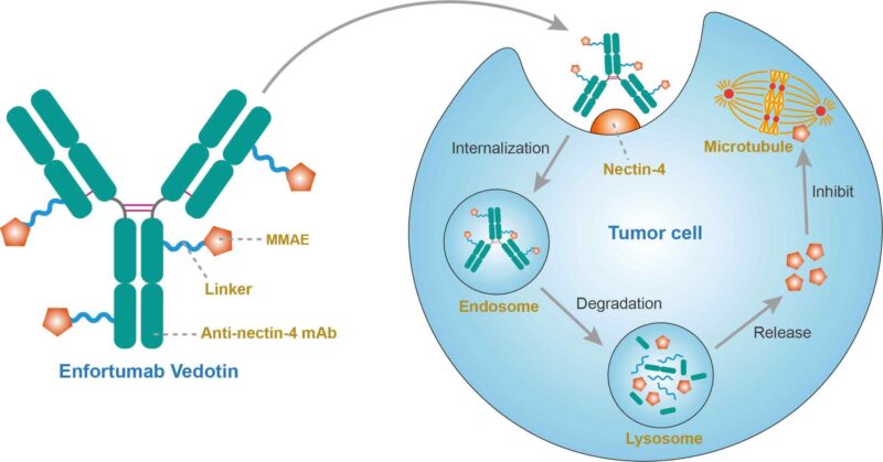 Enfortumab vedotin mechanism of action