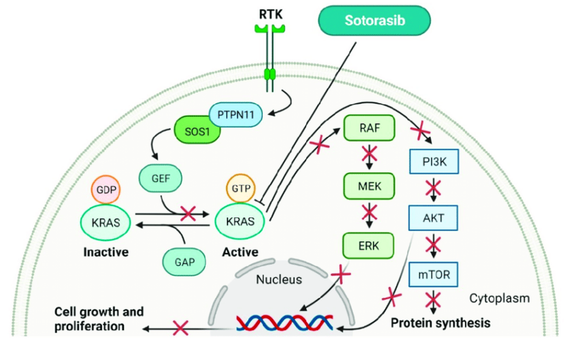 Sotorasib mechanism of action