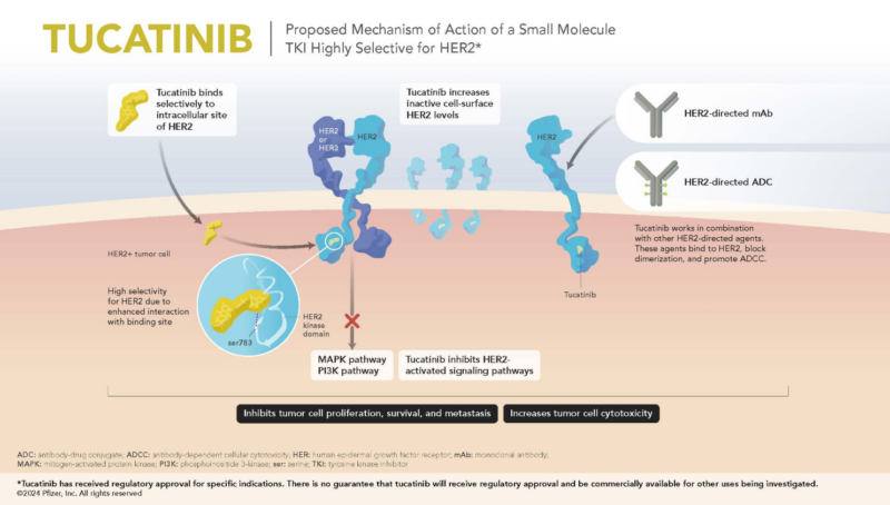 Tucatinib Mechanism of action