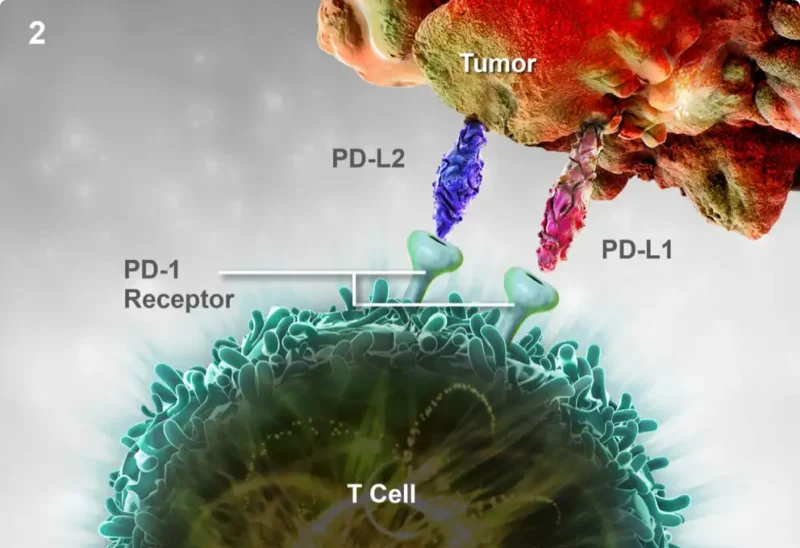pembrolizumab for HER2 positive gastric gancer