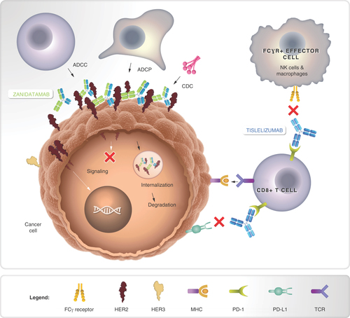 mechanism of action Tevimbra