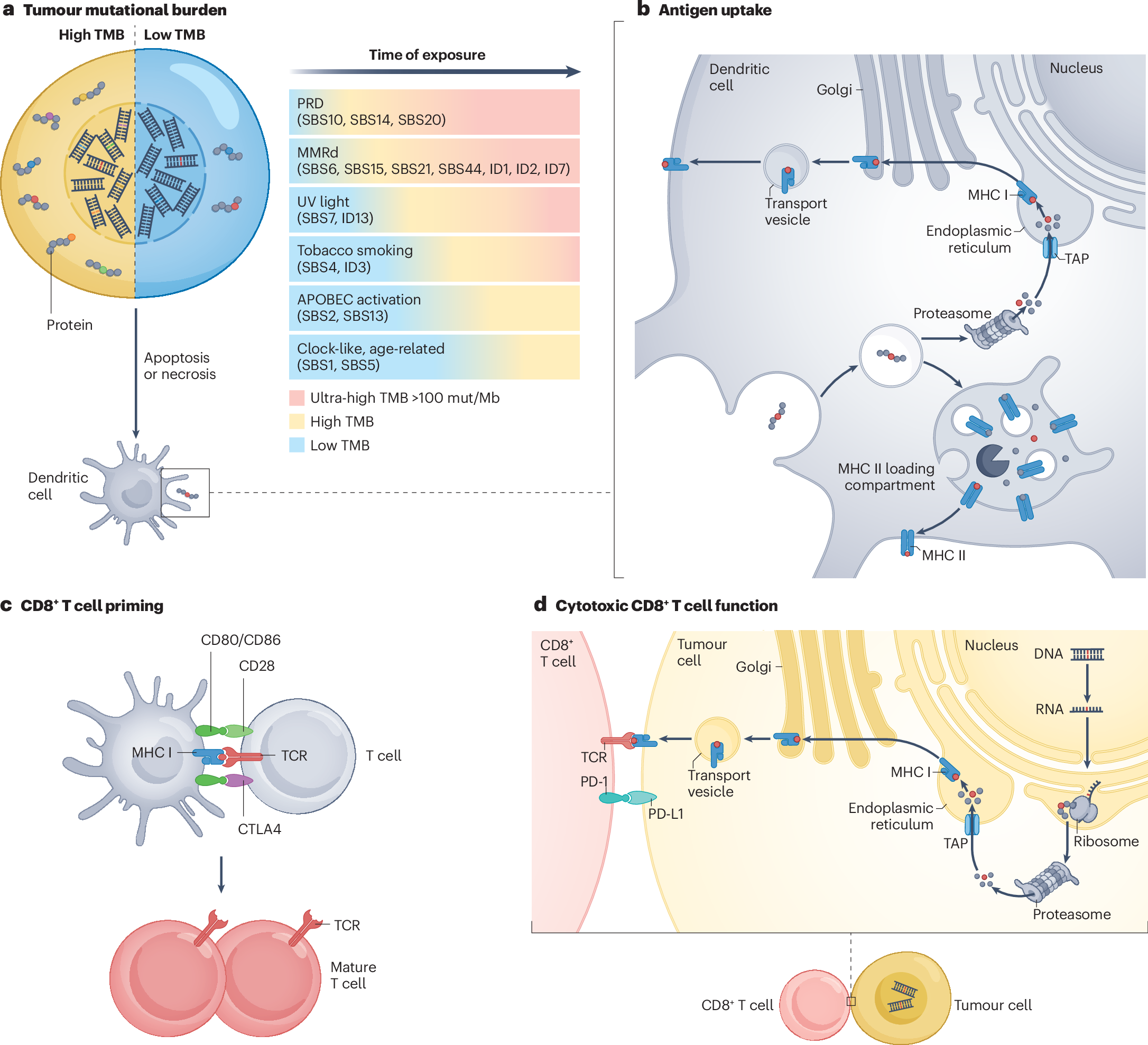 tumor mutational burden
