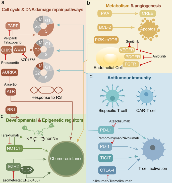 Small-cell-lung-cancer
