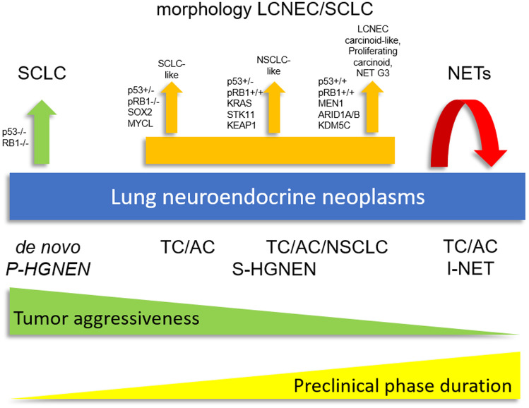 Neuroendocrine-lung-tumors