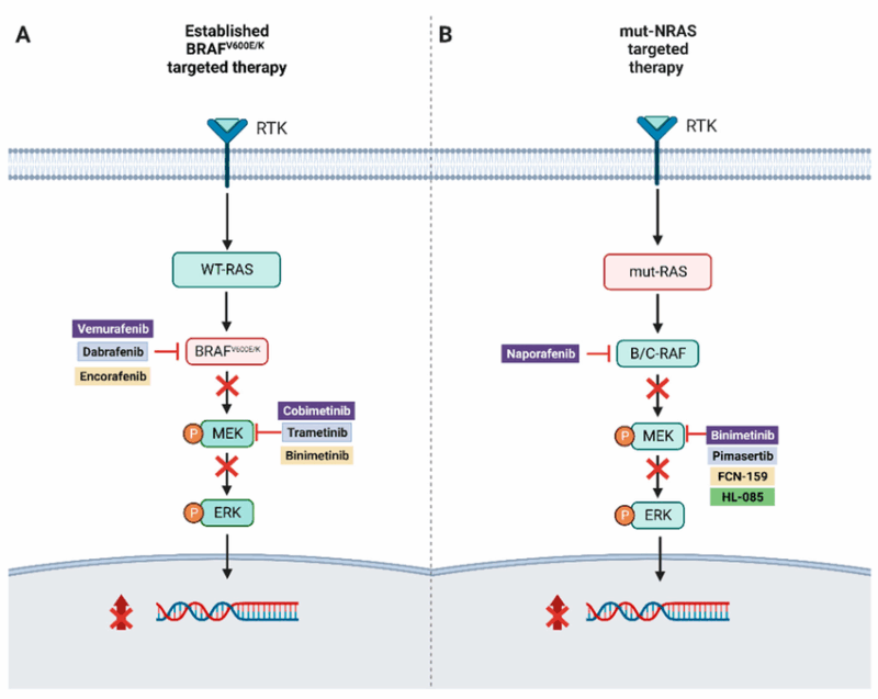 Binimetinib mechanism of action