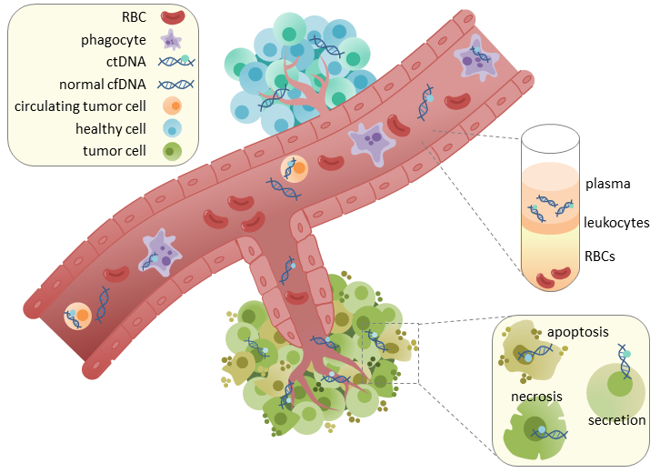 ctDNA