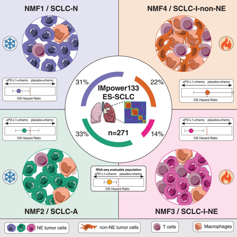 Small-cell-lung-cancer