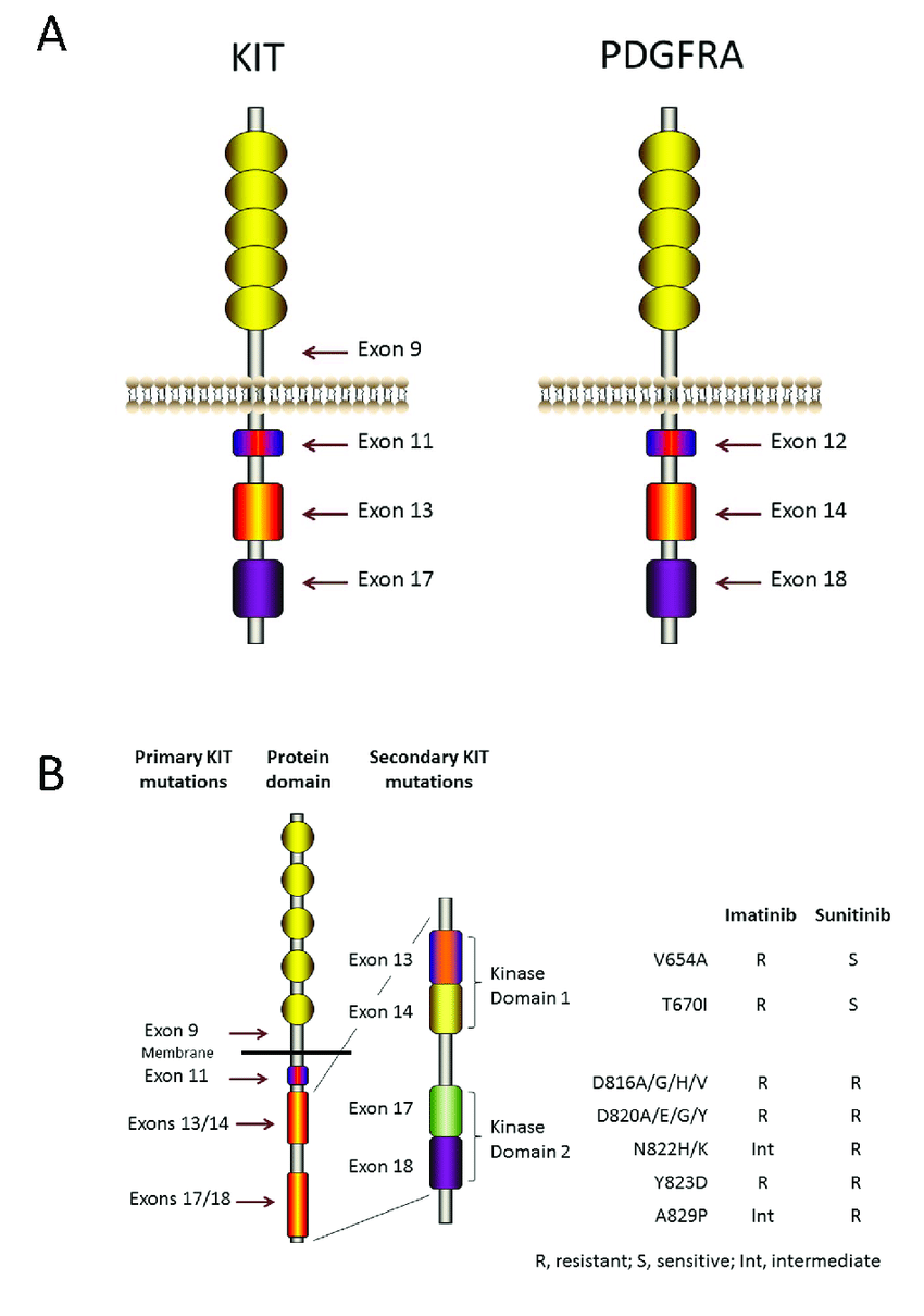 KIT/PDGFRA mutations