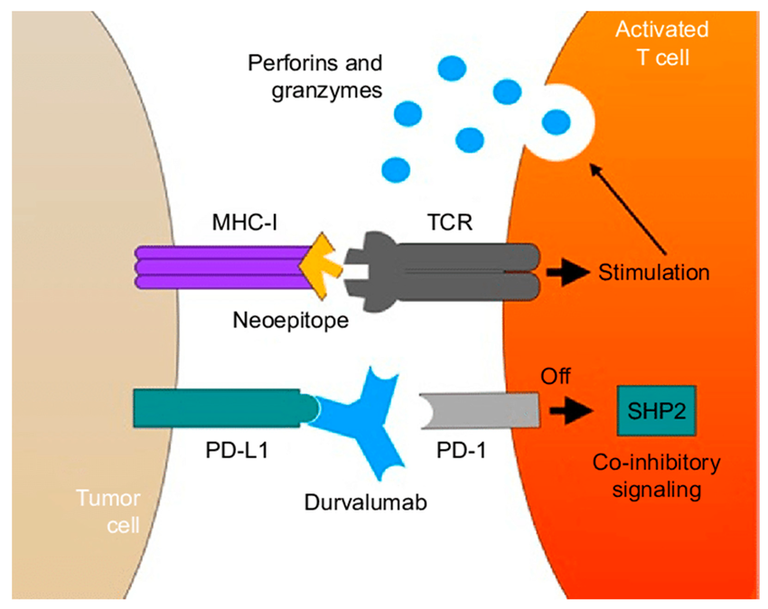 Durvalumab FDA approval, mechanism of action of durvalumab 
