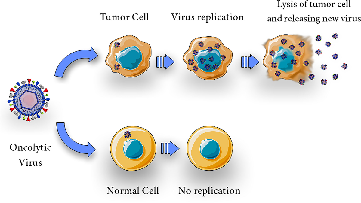 Oncolytic Virus Therapy
