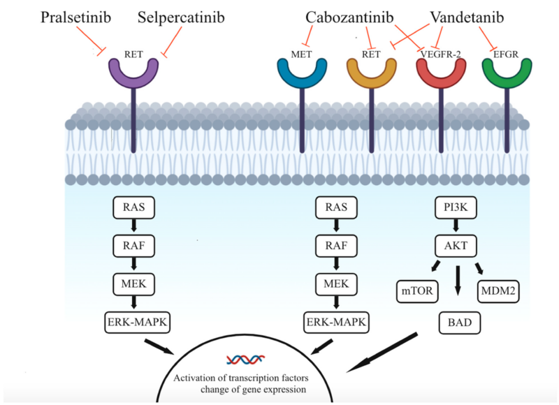 Mechanism of Target therapy