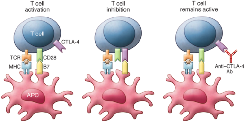 Ipilimumab mechanism of action