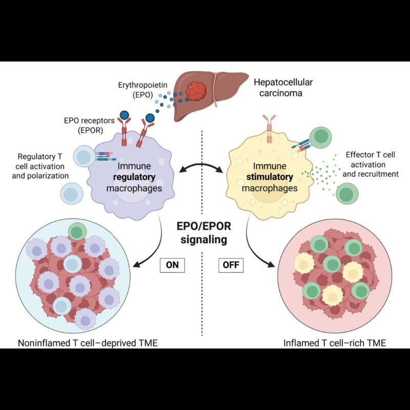 NCI Division of Cancer Biology