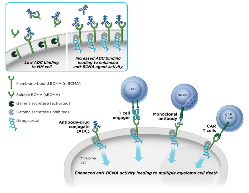 Nirogacestat (Ogsiveo) Updates 2025: Uses in Cancer, Side Effects, Dosage, Expectations, and More 1 Nirogacestat (Ogsiveo) mechanism of action on OncoDaily