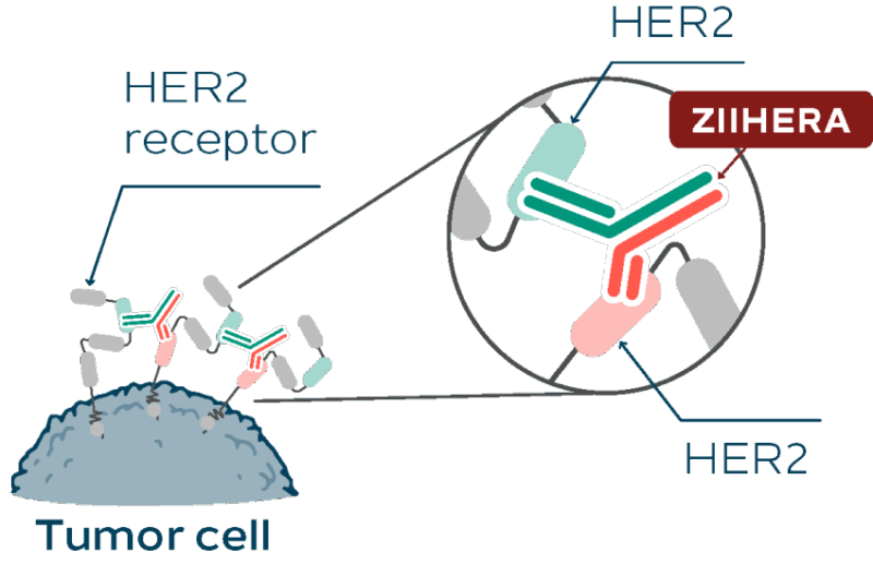 Zanidatamab mechanism of action