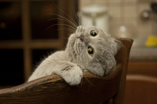 Cancer in cats