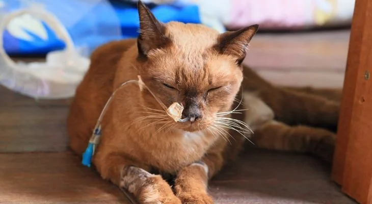 cancer in cats