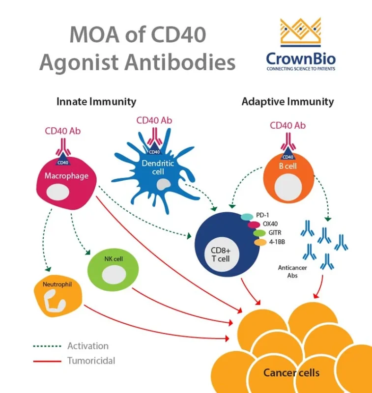 moa-of-cd40-agonist-antibodies