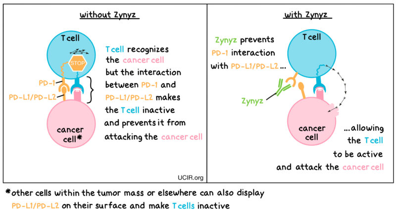 zynyz (retifanlimab‑dlwr)mechanism of action