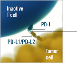 Cemiplimab-Libtayo mechanism of action on oncodaily