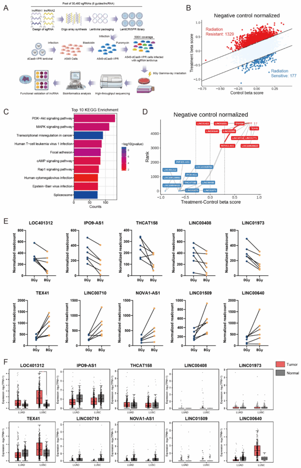 Long Non-Coding RNA