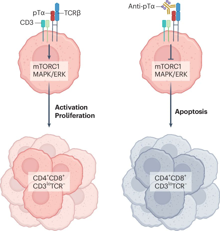 immuno-oncology