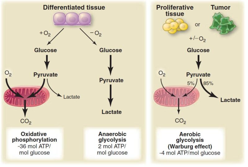 Warburg Effect
