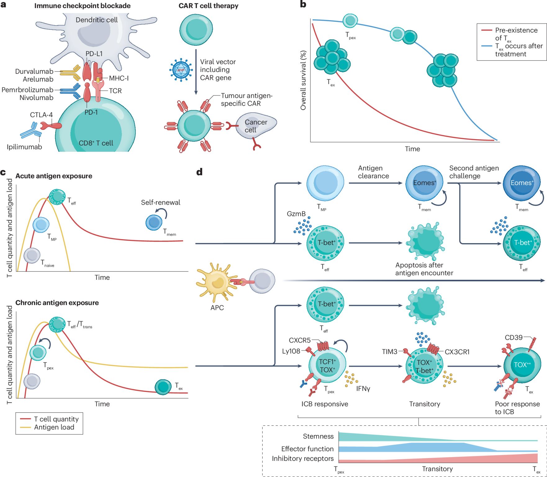 Epigenetic Regulation 