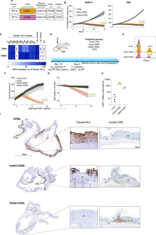 CLDN18.2-targeted CAR-T
