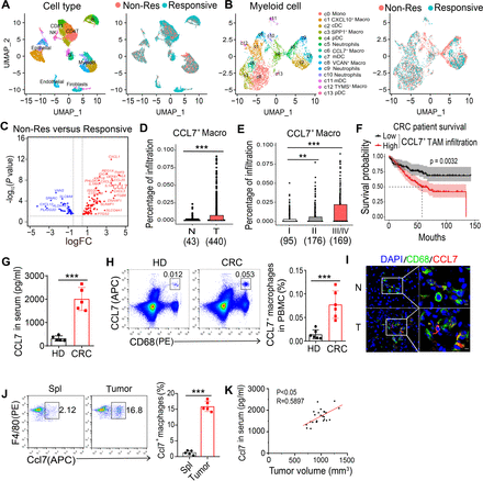 CCL7  Macrophages
