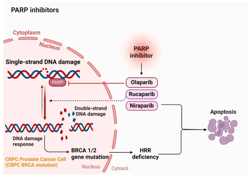 Mechanism-of-action-of-PARP-inhibitors Rucaparib