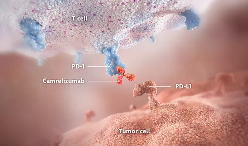 Camrelizumab mechanism of action